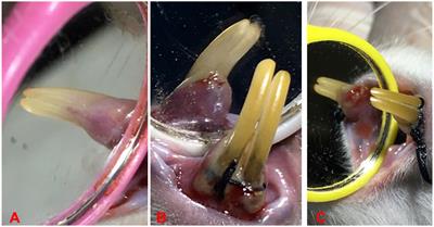 Effect of Curcumin gel on inflammatory and anti-inflammatory biomarkers in experimental induced periodontitis in rats: a biochemical and immunological study